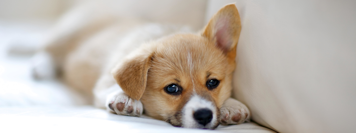 Bootstrap Touch Slider