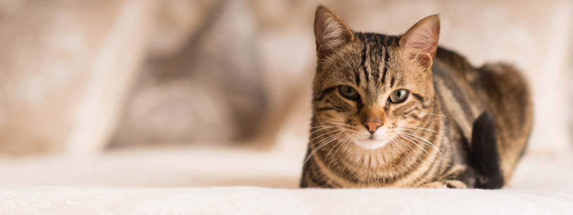 Bootstrap Touch Slider